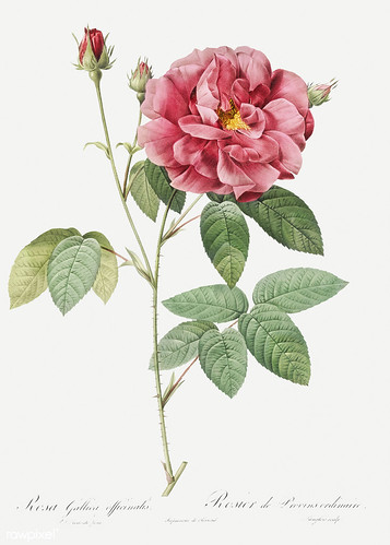 rosa gallica photo