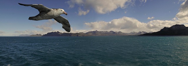 albatross photo
