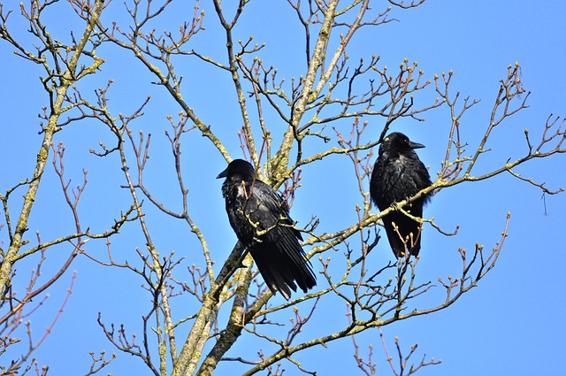 two crows photo